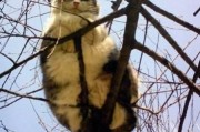 会爬树的猫爆料视频大全,揭秘喵星人神奇技能的趣味视频大盘点
